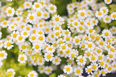 Close-up of flowers