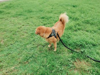 Dog looking away on field