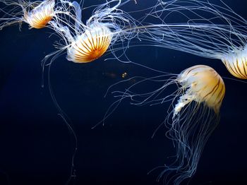 Jellyfish swimming in aquarium of the bay