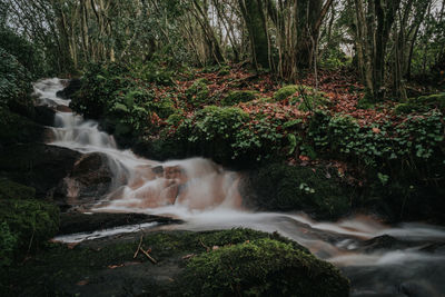 Stream flowing through rocks in forest