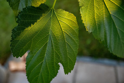 Close-up of green leaves