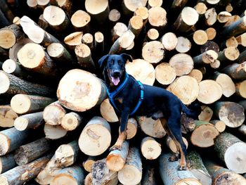 Stack of a dog