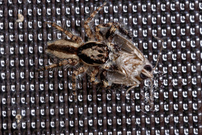 Close-up of spider