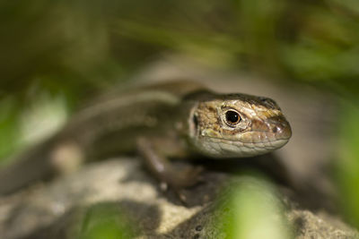 Close-up of lizard