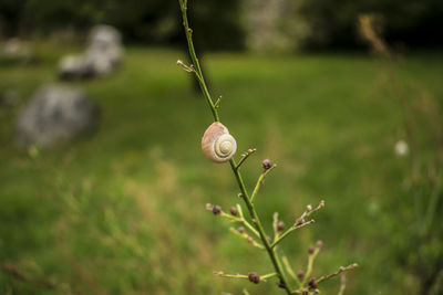 Close-up of snail on plant