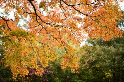 Trees and plants during autumn