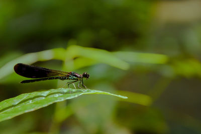 Close-up of grasshopper