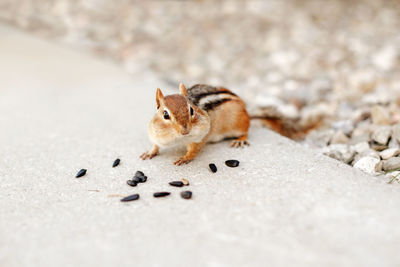 Close-up of squirrel