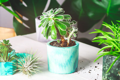 Close-up of potted plant on table