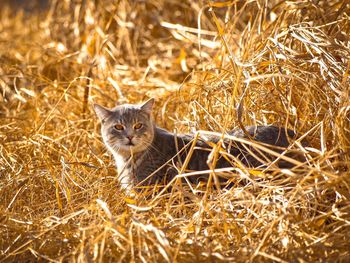 Full length portrait of cat in hay