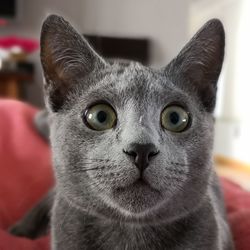 Close-up portrait of a cat