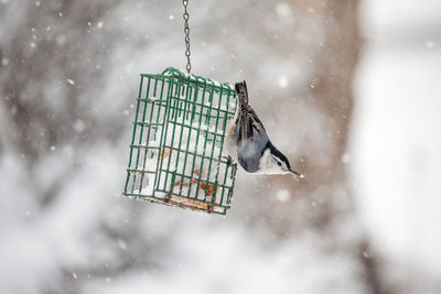 Nuthatch bird eating at a suet feeder during a winter snowfall