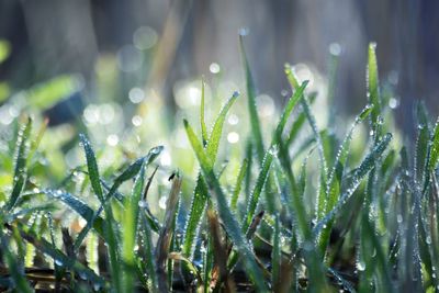 Close-up of wet grass