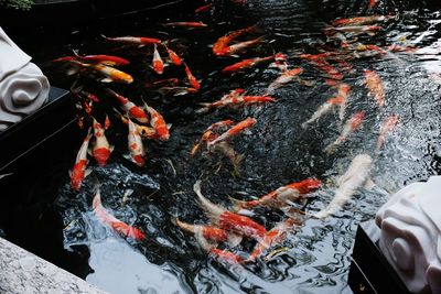 High angle view of koi carps swimming in pond