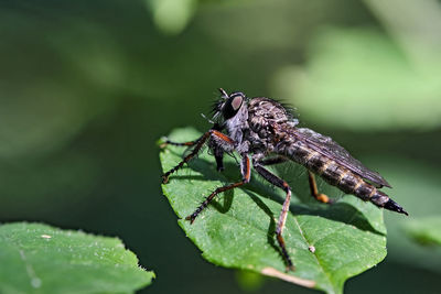 Close-up of insect on leaf