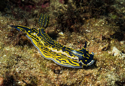 Close-up of yellow fish in sea