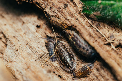 Close-up of insect on tree trunk