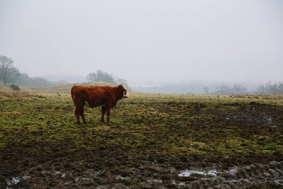 Cow standing on field against sky