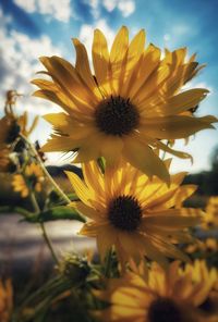 Close-up of sunflower