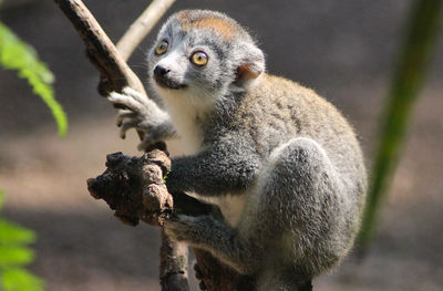 Close-up of monkey sitting on tree