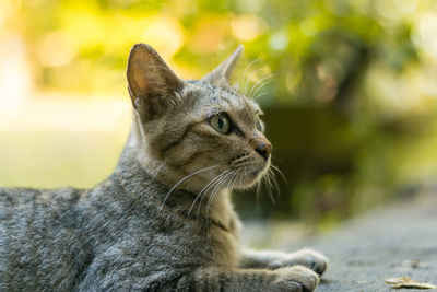 Close-up of a cat looking away