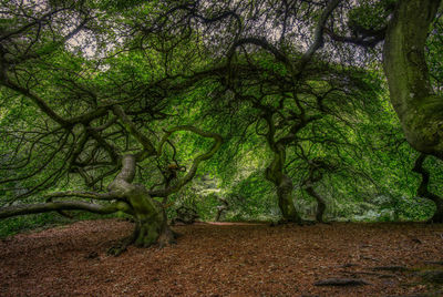Trees in forest