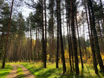 Trees growing in forest