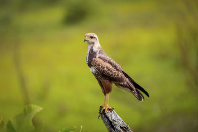 Close-up of bird perching on branch