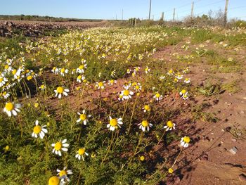 Flowers growing on field