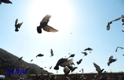 Low angle view of birds in flight