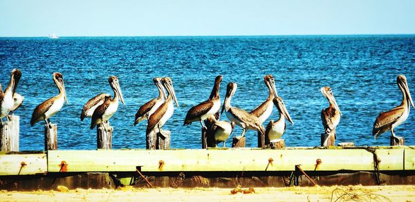 View of birds on sea shore against sky