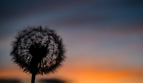 Silhouette of dandelion against sky during sunset