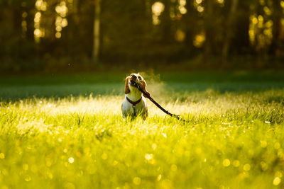 Dog sitting on field