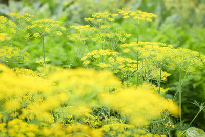 Close-up of yellow flowering plant on field