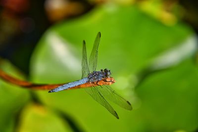 Close-up of butterfly on leaf