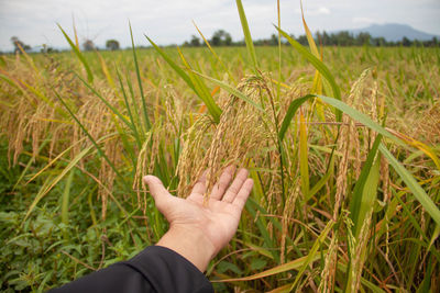 Human hand on field