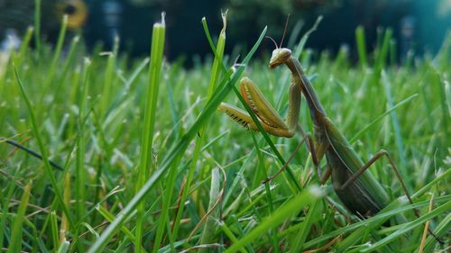 Close-up of insect on grass in field