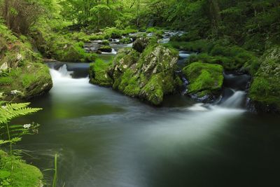 Scenic view of waterfall in forest