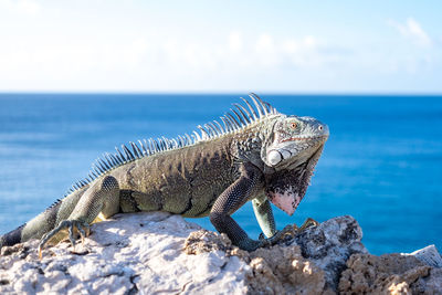 Close-up of iguana on beach