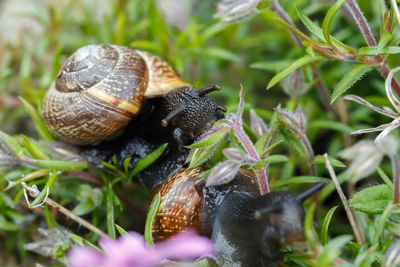 Close-up of snail on plant