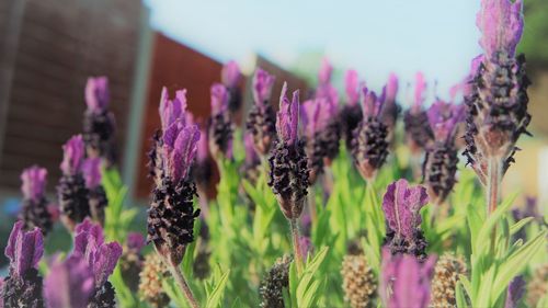 Close-up of pink flowering plants on field