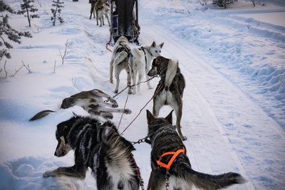 Dogsledding on snow covered landscape
