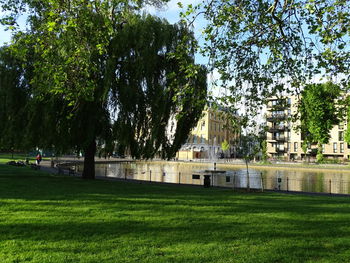 Trees and plants in park