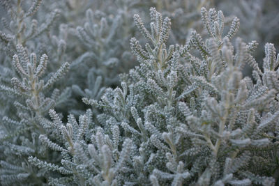 Close-up of frozen flowers