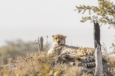 Portrait of cheetah relaxing on land