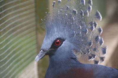 Close-up of pigeon