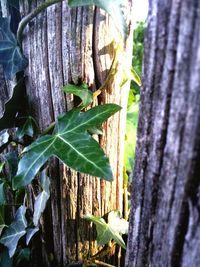 Close-up of tree trunk