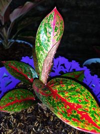 Close-up of multi colored plant on tree