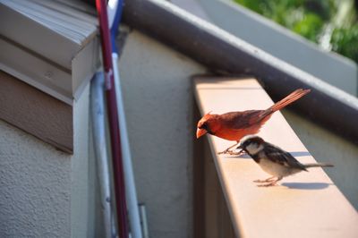 Bird perching on a wall