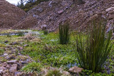 Plants growing on field